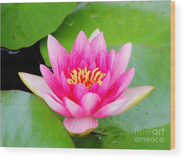 Blossom Wood Print featuring the photograph Water lily by Amanda Mohler