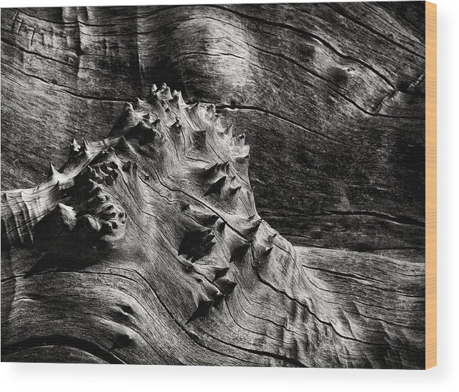 Wood Wood Print featuring the photograph Weathered Wood by Robert Woodward