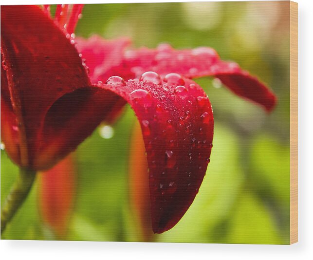 Lily Wood Print featuring the photograph Wet Lily by Haren Images- Kriss Haren