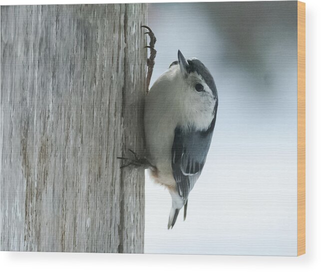 Bird Wood Print featuring the photograph White-Breasted Nuthatch by Holden The Moment
