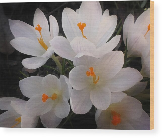 Crocus Wood Print featuring the photograph White Crocuses by Richard Andrews