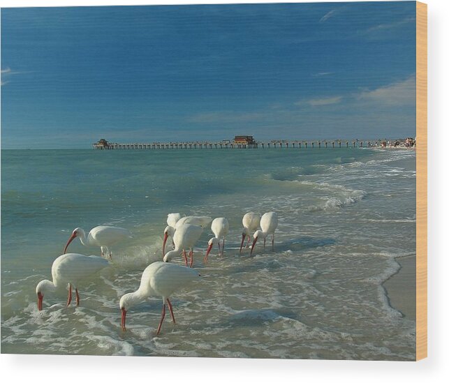 Florida Wood Print featuring the photograph White Ibis near Historic Naples Pier by Juergen Roth