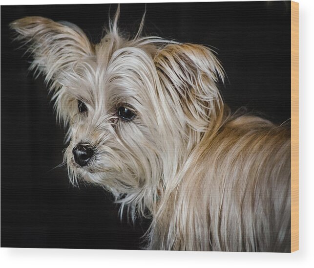 Dog Wood Print featuring the photograph White Puppy by Linda Villers