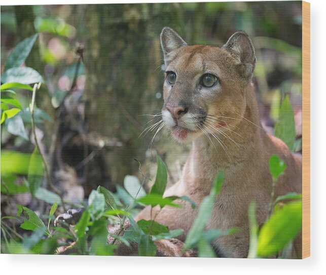 Puma Wood Print featuring the photograph Wild Puma by Max Waugh