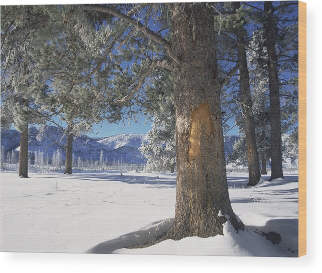 0174291 Wood Print featuring the photograph Winter In Yellowstone National Park by Tim Fitzharris