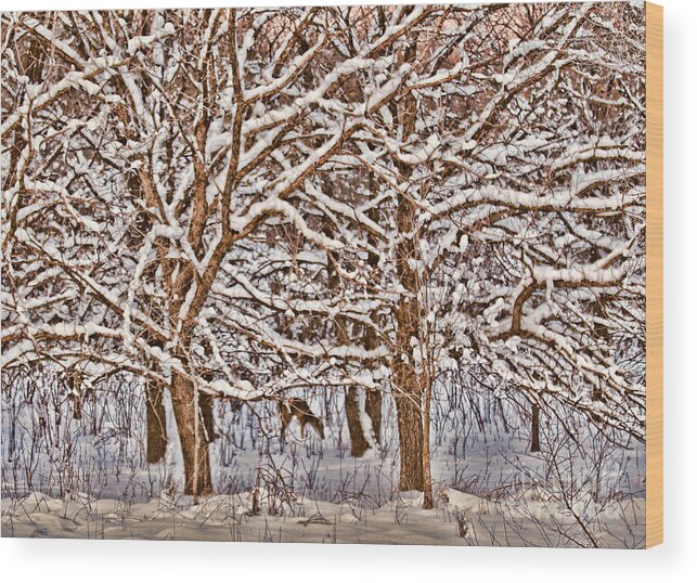Whitetail Deer Wood Print featuring the photograph Winter's Arrival by Elizabeth Winter