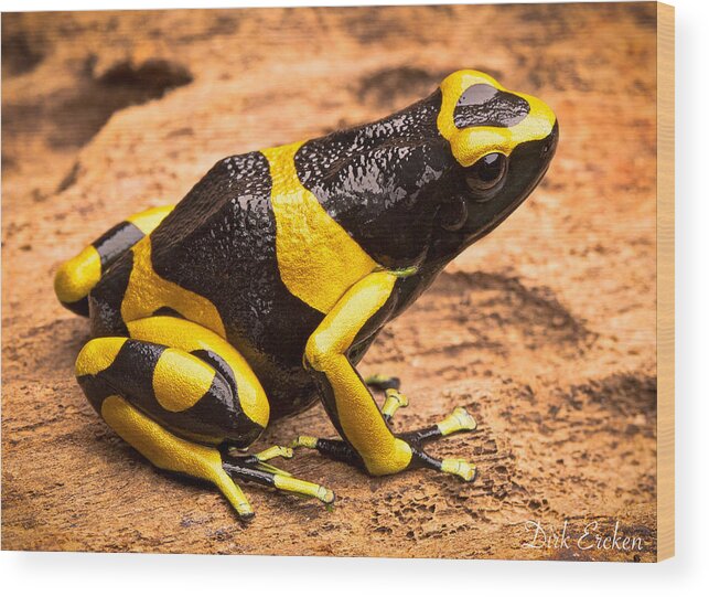 Yellow Poison Frog Wood Print featuring the photograph Yellow Banded Poison Arrow Frog by Dirk Ercken