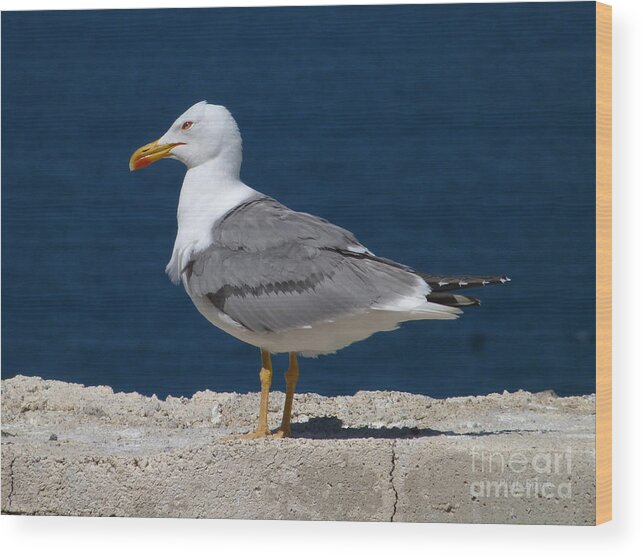 Larus Michahellis Wood Print featuring the photograph Yellow Legged Gull by Phil Banks