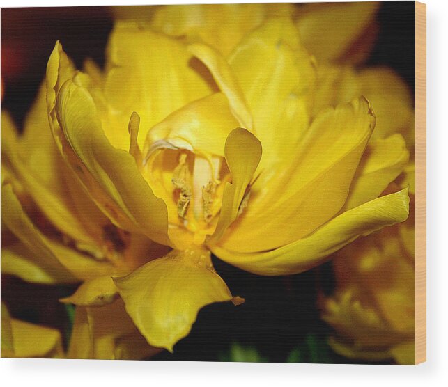 Yellow Flower Wood Print featuring the photograph Yellow Petals by Patricia Haynes