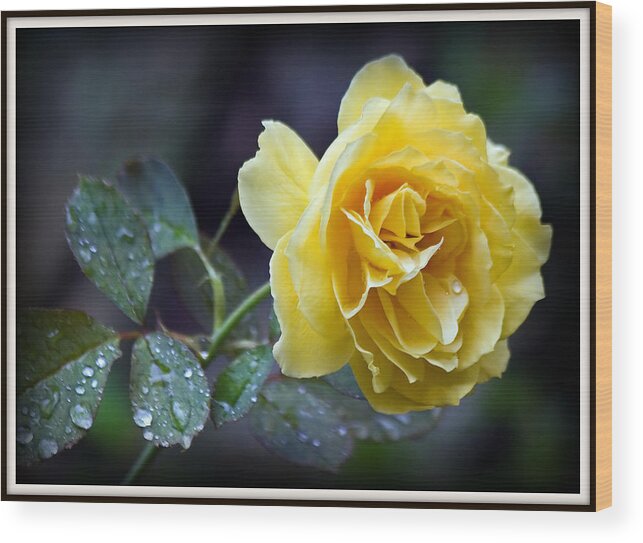 Yellow Wood Print featuring the photograph Yellow Rose by Farol Tomson