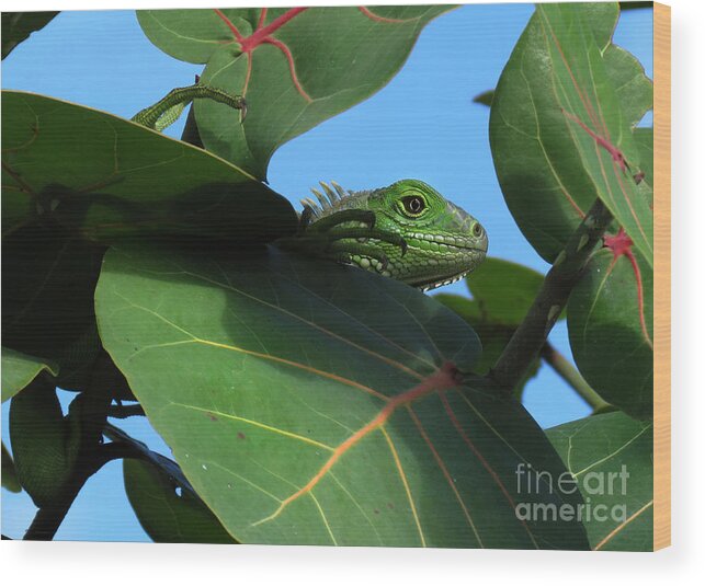 Animals Wood Print featuring the photograph Young Iguana by Deborah Smith