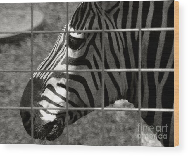 Black And White Wood Print featuring the photograph Zebra Grid by Tom Brickhouse