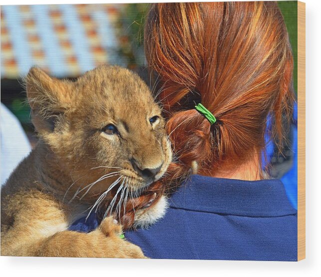 Zootography Wood Print featuring the photograph Zootography3 Zion the Lion Cub likes Redheads by Jeff at JSJ Photography