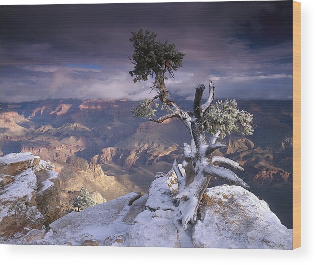 00173205 Wood Print featuring the photograph South Rim Of Grand Canyon #1 by Tim Fitzharris