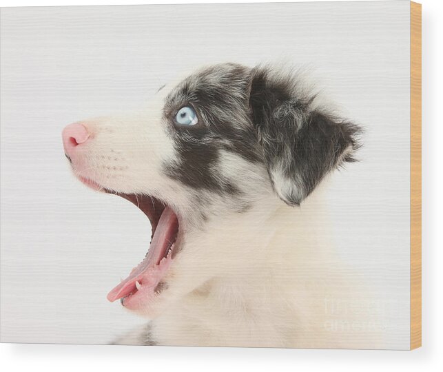 Dog Wood Print featuring the photograph Yawning Border Collie Pup #1 by Mark Taylor
