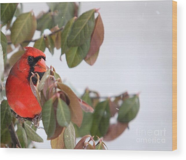 Nature Wood Print featuring the photograph Northern Cardinal #2 by Jack R Brock