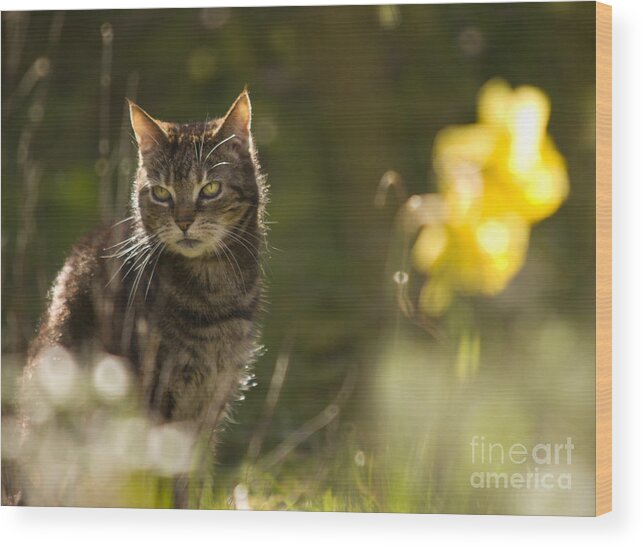 Cat Wood Print featuring the photograph Wonky eyed tiger #2 by Ang El