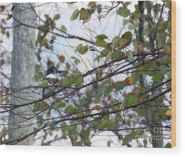 Nature Wood Print featuring the photograph Belted Kingfisher #4 by Jack R Brock