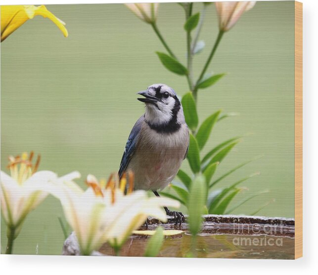 Nature Wood Print featuring the photograph Blue Jay #76 by Jack R Brock