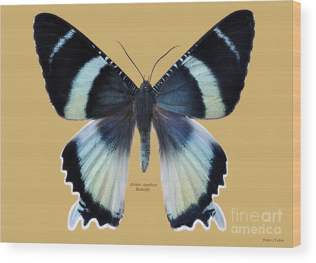 Alcides Agathyus Butterfly Wood Print featuring the digital art Alcides Agathyus Butterfly by Walter Colvin