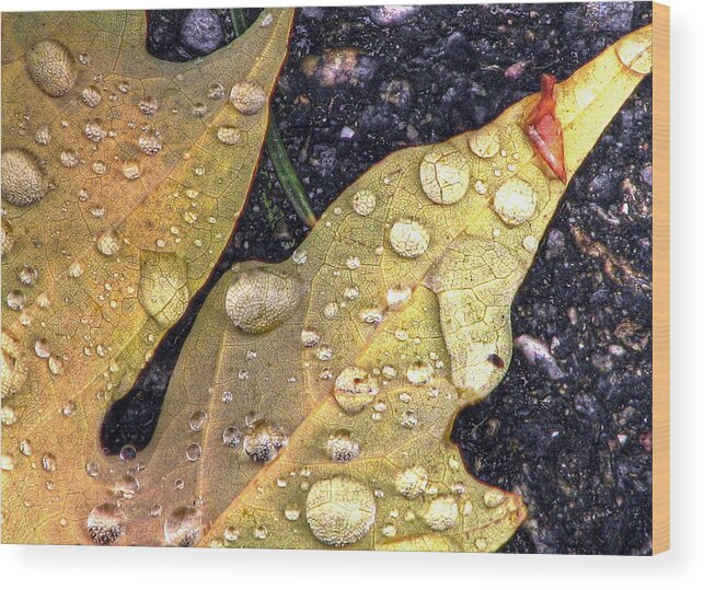 Autumn Wood Print featuring the photograph An Autumn Leaf by Chris Anderson
