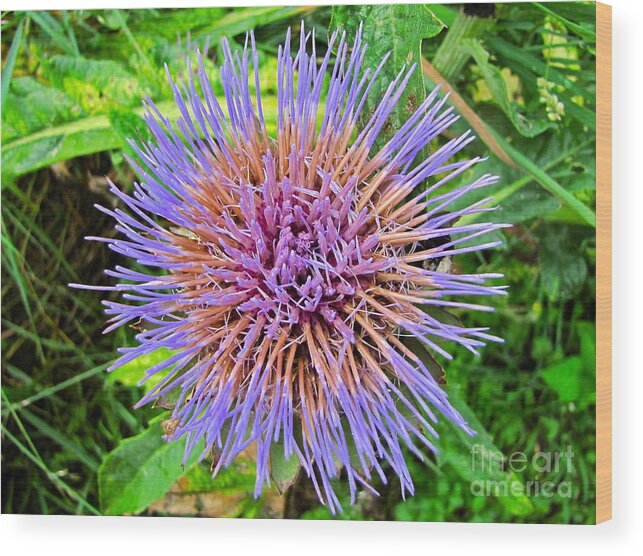 Nature Wood Print featuring the photograph Artichoke Blossom by Sean Griffin