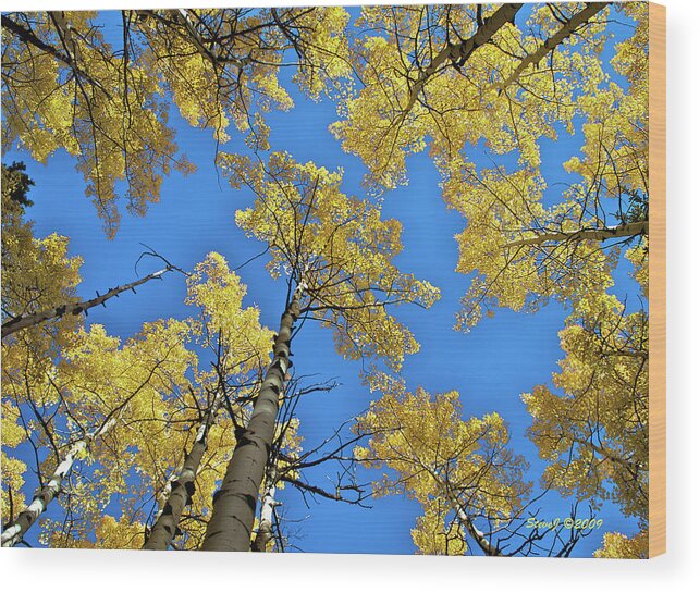 Aspen Wood Print featuring the photograph Aspen in the Sky by Stephen Johnson