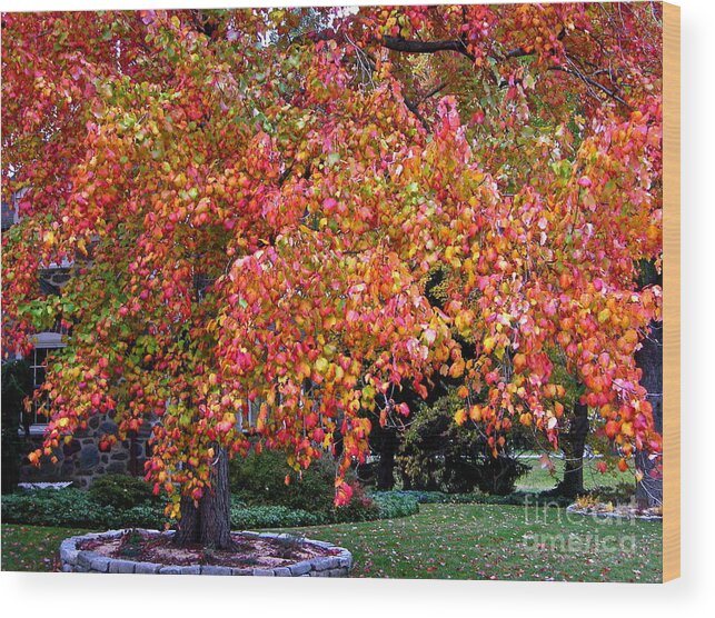 Autumn Maple Tree Wood Print featuring the photograph Autumn Maple by Byron Varvarigos