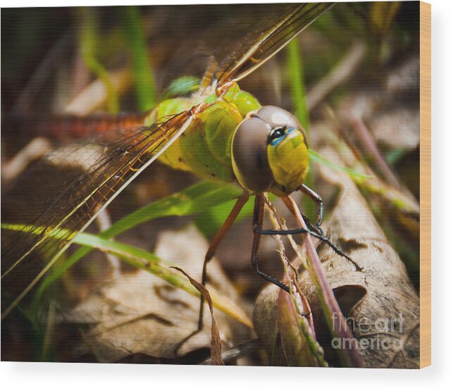 Dragonfly Wood Print featuring the photograph Big Brown Eyes by Cheryl Baxter