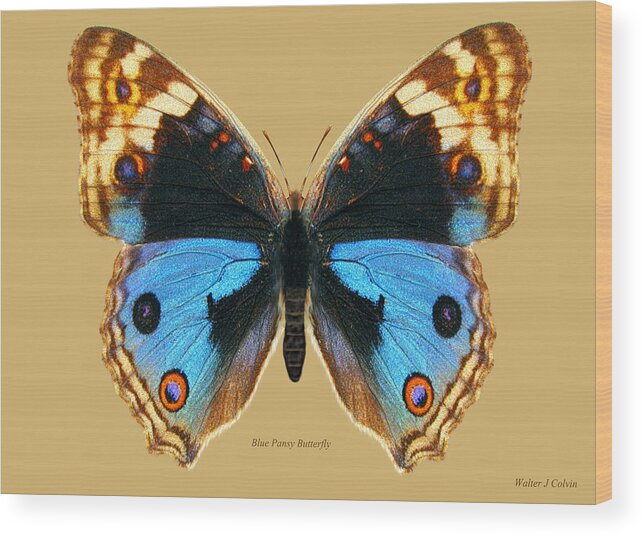 Blue Pansy Butterfly Wood Print featuring the digital art Blue Pansy Butterfly by Walter Colvin