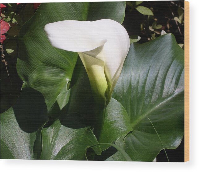 Flower Wood Print featuring the photograph Calla lily by Peggy Wilburn