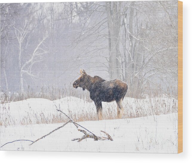 Moose Wood Print featuring the photograph Canadian Winter by Cheryl Baxter