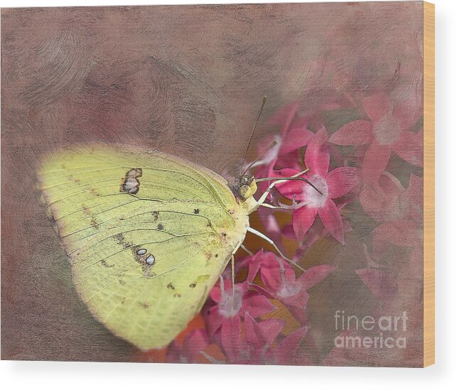 Butterfly Wood Print featuring the photograph Clouded Sulphur Butterfly by Betty LaRue