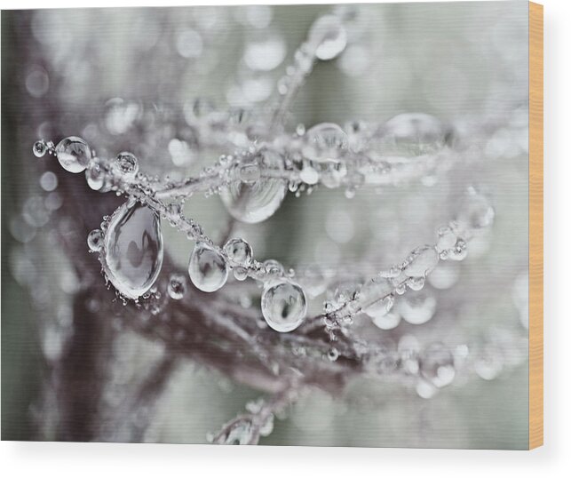 Water Drops Wood Print featuring the photograph Corned Jewels by Sue Capuano