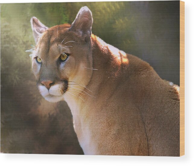 Cougar Wood Print featuring the digital art Cougar by Mary Almond