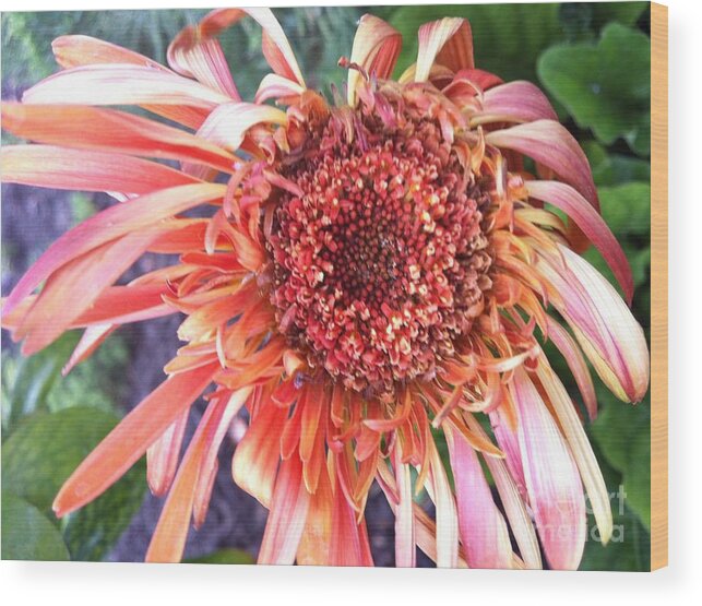 Red Flower Wood Print featuring the photograph Daisy in the Wind by Vonda Lawson-Rosa