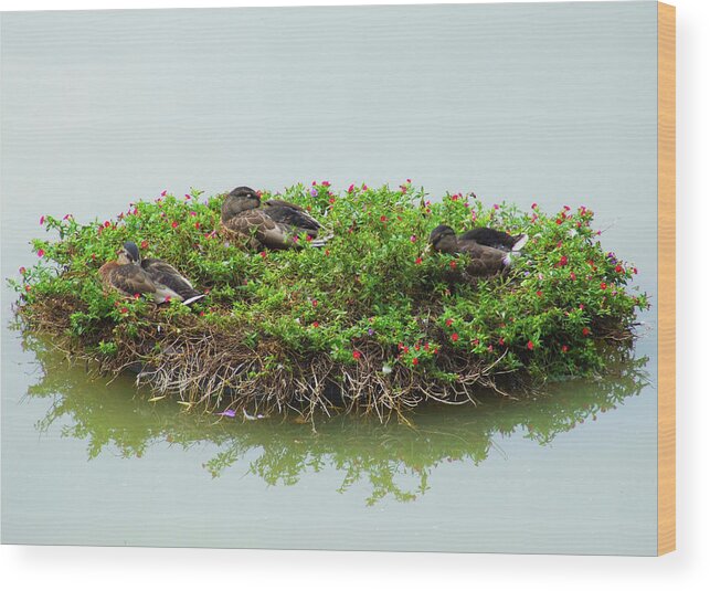 Floating Wreath Wood Print featuring the photograph Duck Heaven by S Paul Sahm