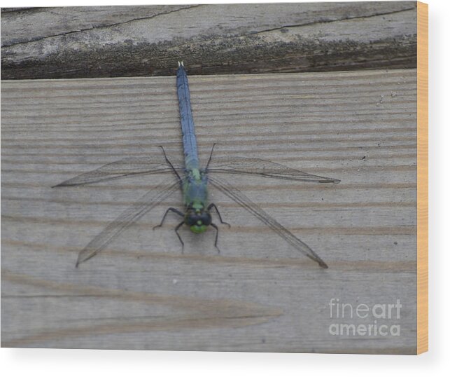 Insect Wood Print featuring the photograph Eastern Pondhawk Dragonfly by Donna Brown