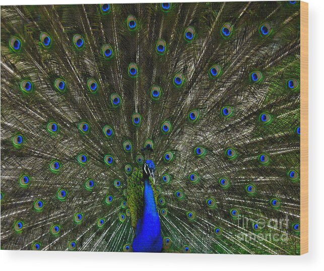  Peacock Wood Print featuring the photograph Flaunting the Colours by Elaine Manley