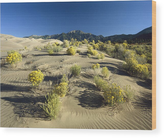 00174902 Wood Print featuring the photograph Flowering Shrubs On The Dune Fields by Tim Fitzharris