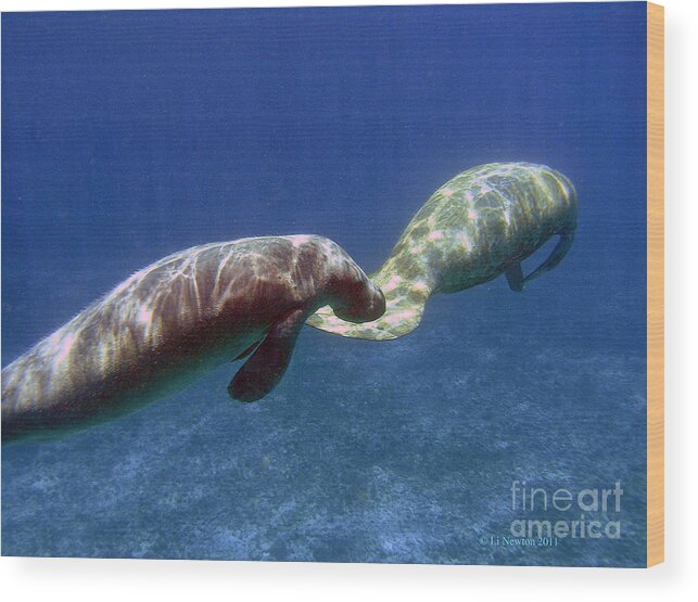Manatee Wood Print featuring the photograph Follow the Leader by Li Newton