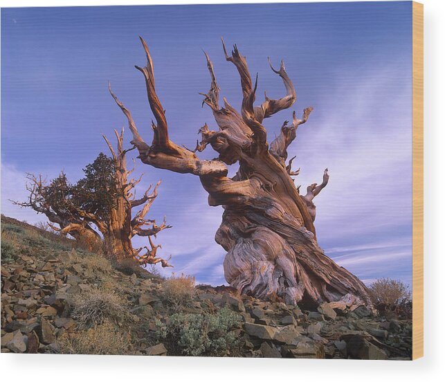 00176801 Wood Print featuring the photograph Foxtail Pine Ancient Trees At Schulman by Tim Fitzharris