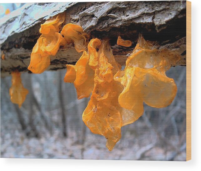 Mushroom Wood Print featuring the photograph FUNGUS Witches Butter by William OBrien