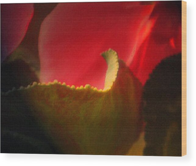 Flower Wood Print featuring the photograph Glowing Petals by Marilyn Marchant