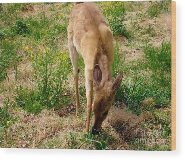 Deer Wood Print featuring the photograph Grazing by Art Dingo