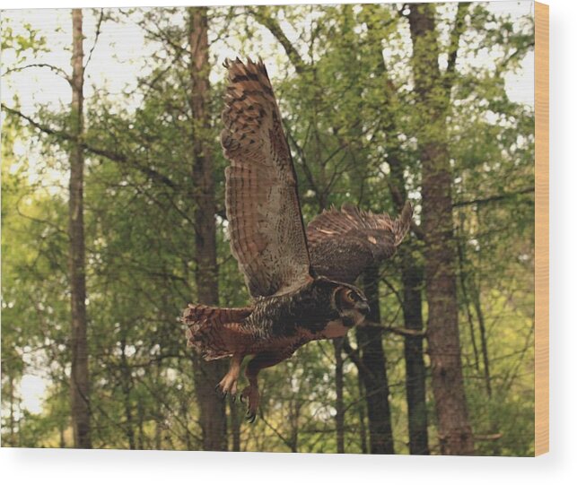 Nature Wood Print featuring the photograph Great Horned Owl by Doug McPherson