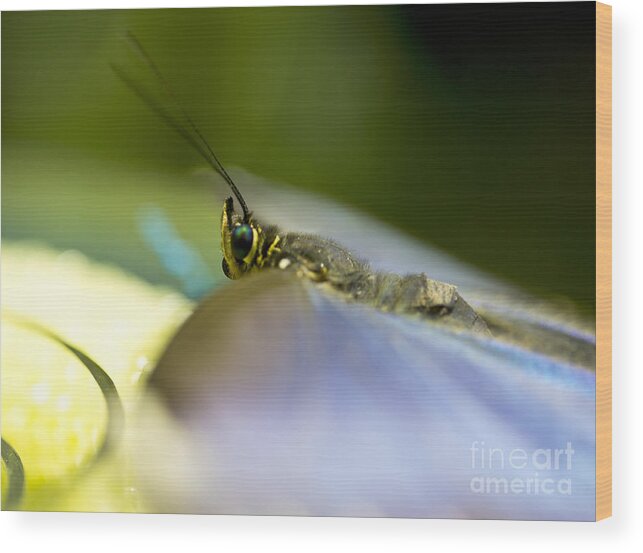 Butterfly Wood Print featuring the photograph Heads up by Leslie Leda
