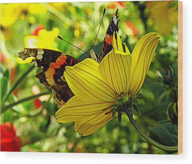 Butterfly Wood Print featuring the photograph I'm peaking at you by Kim Galluzzo
