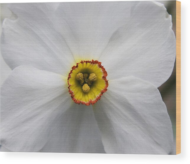 Nature Wood Print featuring the photograph Jonquil by Michael Friedman