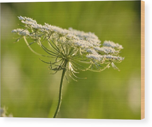 Queen Annes Lace Wood Print featuring the photograph Lacy White Flower by JD Grimes